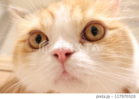 画面いっぱいの可愛い猫 画面いっぱいの可愛い猫 117970328