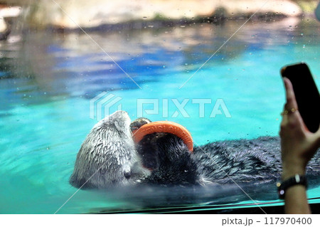 マリンワールド海ノ中道のリロちゃん かすみ除去と微調整 マリンワールド海ノ中道のリロちゃん かすみ除去と微調整 117970400