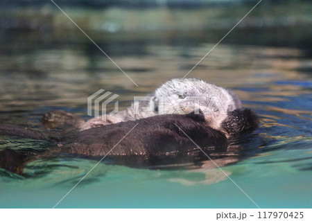 マリンワールド海ノ中道のリロちゃん　かすみ除去と微調整 117970425