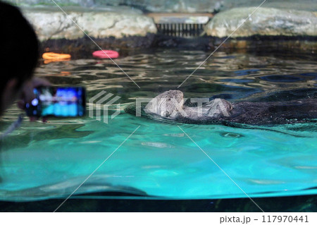 マリンワールド海ノ中道のリロちゃん かすみ除去と微調整 マリンワールド海ノ中道のリロちゃん かすみ除去と微調整 117970441