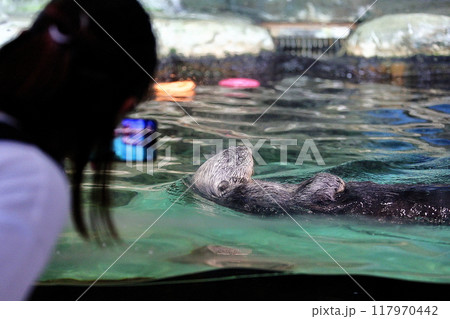 マリンワールド海ノ中道のリロちゃん　かすみ除去と微調整 117970442