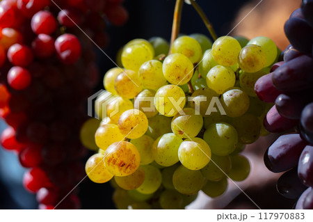 Bunches of grapes of different varieties are green and red. Elite grape varieties. Bunches of grapes of different varieties are green and red. Elite grape varieties. 117970883