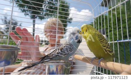 A woman watches two budgerigars adorably kissing in their cage, highlighting a sweet moment between the colorful birds. A woman watches two budgerigars adorably kissing in their cage, highlighting a sweet moment between the colorful birds. 117971123
