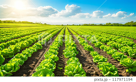 Vast Field of Green Lettuce Under Blue Sky 117971194