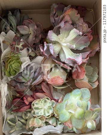 Parcel with succulent flowers. Echeveria with elongated stem and dried leaves 117972103