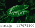 Rhaphidophora peepla leaves on background. 117973300