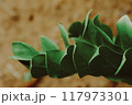 zamioculcas leaf close up for background. 117973301