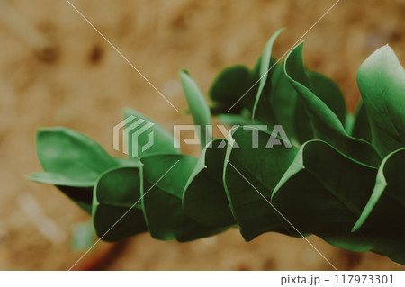 zamioculcas leaf close up for background. 117973301