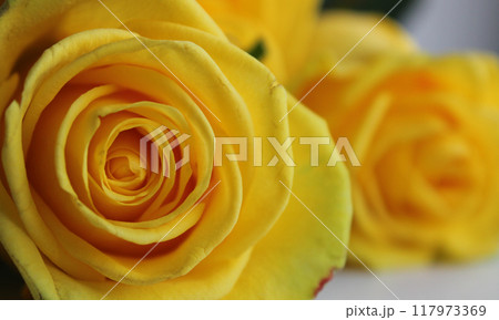 Bright Yellow Rose Flowers Macro Shot Stock Image 117973369