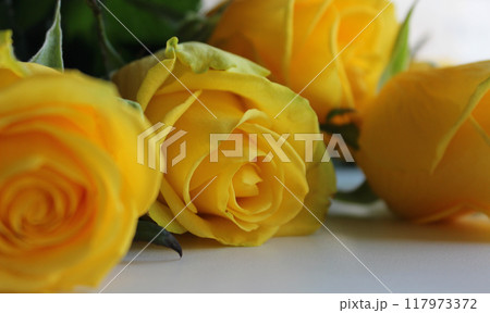 Bouquet Of Soft Yellow Roses On White Extreme Closeup Photo 117973372