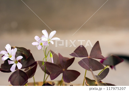 white oxalis flower with purple leaves on a gray background. Flower of happiness 117975207