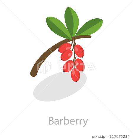 3D Isometric Flat Vector Set of Astringent Herbs, Natural Herbal Remedy. Item 5 3D Isometric Flat Vector Set of Astringent Herbs, Natural Herbal Remedy. Item 5 117975224