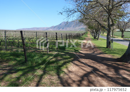 南アフリカ・ケープタウンのワイナリー グルーツ・コンスタンシア 南アフリカ・ケープタウンのワイナリー グルーツ・コンスタンシア 117975652