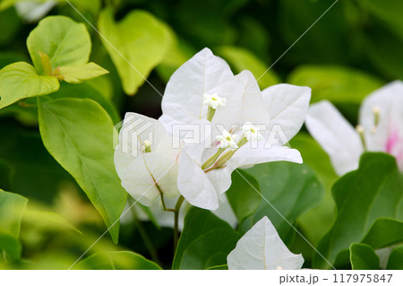 Beautiful cluster of white Bougainvillea flowers on the vine with green  foliage in summer. 117975847