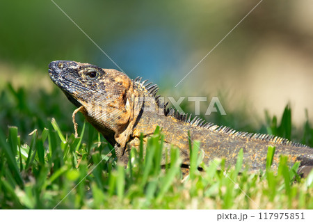 Ctenosaura, or Spiny-tailed iguana, sitting in green grass of the lawn in the garden with skin that peels in sunny day. 117975851