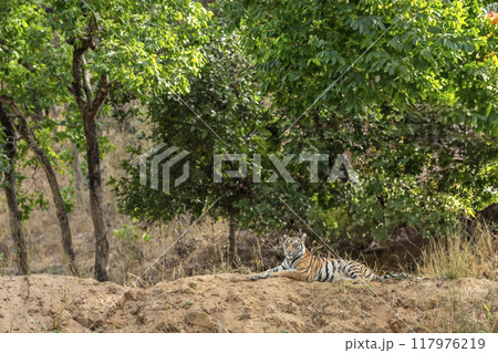 indian wild female bengal tiger or panthera tigris sitting on mud mound in natural green scenic background in winter season safari at bandhavgarh national park forest reserve madhya pradesh india asia 117976219