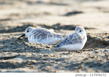 Group of cute little shorebirds Sanderlings in non-breeding plumage are standing on the sand in the tropical beach during winter migration. Group of cute little shorebirds Sanderlings in non-breeding plumage are standing on the sand in the tropical beach during winter migration. 117976272