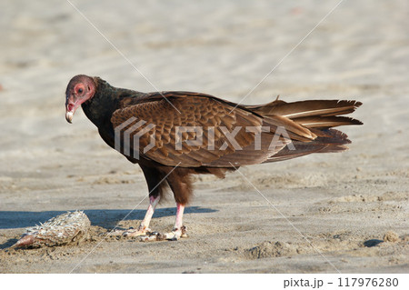 Turkey vulture found a dead puffer fish on the sandy beach at the ocean coas Turkey vulture found a dead puffer fish on the sandy beach at the ocean coas 117976280