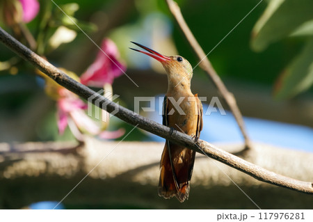 Colorful tiny Cinnamon hummingbird is resting on a tree branch in shade of leaves in jungles. Colorful tiny Cinnamon hummingbird is resting on a tree branch in shade of leaves in jungles. 117976281