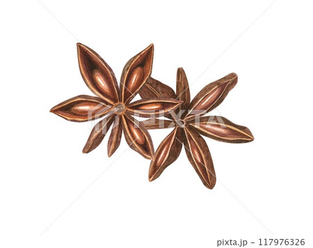Two Star Anise seeds watercolor botanical illustration. Badian with delicate spicy aroma. Winter seasoning for decoration of menu, spice stores, Christmas and New Year hot drinks Two Star Anise seeds watercolor botanical illustration. Badian with delicate spicy aroma. Winter seasoning for decoration of menu, spice stores, Christmas and New Year hot drinks 117976326