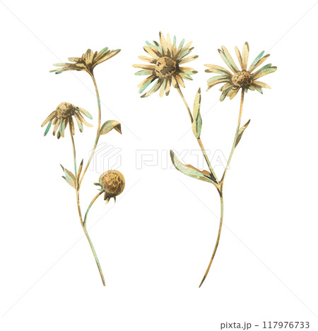 Chamomile Matricaria recutita flowers in ochre brown, pink and turquoise wild meadow dried flowers. Watercolor botanical illustrations hand drawn. Set of elements isolated from the background 117976733