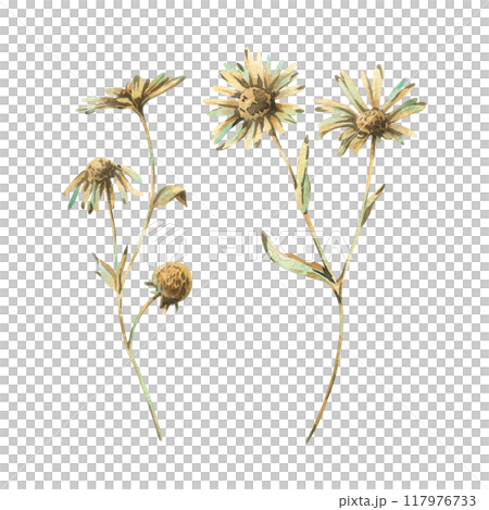 Chamomile Matricaria recutita flowers in ochre brown, pink and turquoise wild meadow dried flowers. Watercolor botanical illustrations hand drawn. Set of elements isolated from the background 117976733