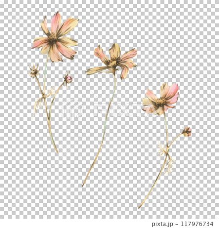 Cosmos three flowers and buds with leaves in ochre brown, pink and turquoise wild meadow dried flowers. Watercolor botanical illustrations hand drawn. Set of elements isolated from the background 117976734
