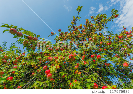 A Lush Apple Tree is Bursting with Juicy Ripe Red Apples Under the Clear Blue Sky Outdoors 117976983