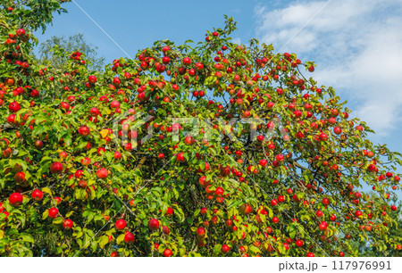 A Lush Apple Tree is Bursting with Juicy Ripe Red Apples Under the Clear Blue Sky Outdoors 117976991