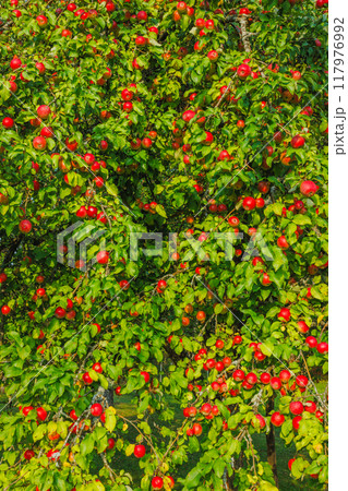 A Lush Apple Tree is Bursting with Juicy Ripe Red Apples Under the Clear Blue Sky Outdoors 117976992