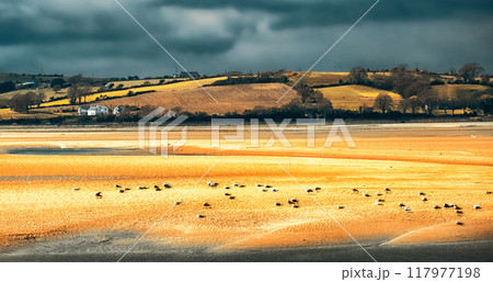 A sandy beach with a few birds scattered across it. The beach slopes gently toward a small body of water in the distance, and there are rolling hills in the background. The sky is cloudy and overcast. 117977198