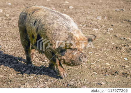 A brown pig is walking on a dirt ground. It has black patches on its body and is facing to the right of the image. The pig's hooves are visible. 117977206