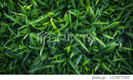 Grass on lawn, natural green textured background, meadow with growing fresh plants 117977392