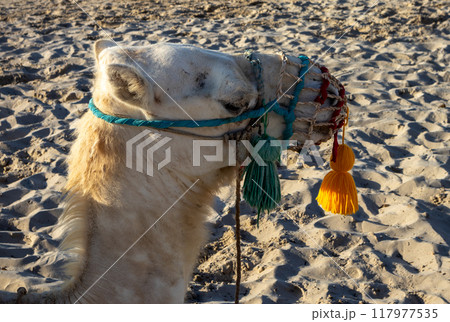 Camel relaxing on a beach, Djerba, Tunisia Camel relaxing on a beach, Djerba, Tunisia 117977535