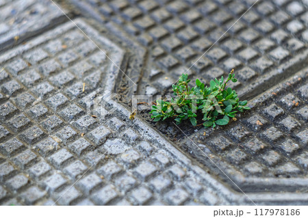 A small green plant grew between the tiles of the street paved stones. Concept of Degeneration of the Natural Environment after Destructive Consequences of Impact of Human Civilization on Ecosystem 117978186