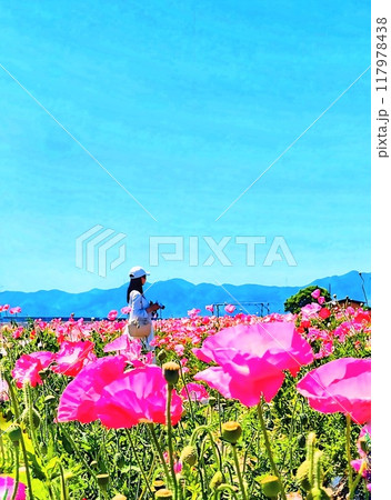 ポピーの花畑 117978438