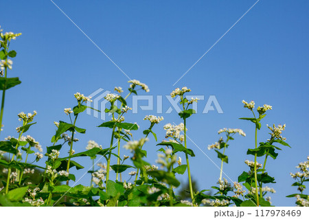 青空に向かって咲くソバの花 青空に向かって咲くソバの花 117978469