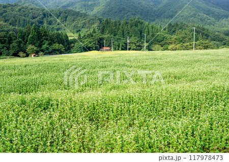 白いソバの花 117978473