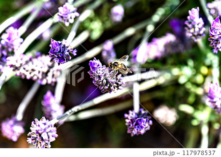 Bee pollinating on lavender flower with blurred background. selective focus	 pollinating on lavender flower with blurred background. selective focus	 117978537