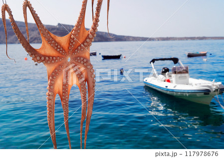 sun dried octopus 117978676