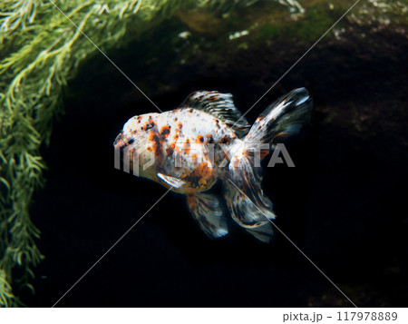 金魚　オランダシシガシラ 117978889