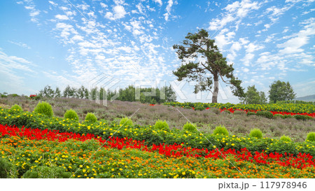「北海道」花畑が美しいぜるぶの丘・亜斗夢の丘の風景 美瑛 「北海道」花畑が美しいぜるぶの丘・亜斗夢の丘の風景 美瑛 117978946