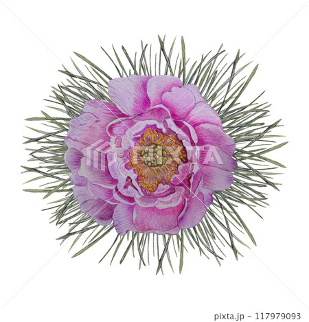 Spruce or pine branch with peony for Christmas decor watercolor illustration, for New year design, holiday print, package Spruce or pine branch with peony for Christmas decor watercolor illustration, for New year design, holiday print, package 117979093