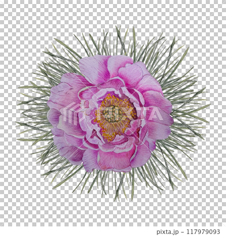 Spruce or pine branch with peony for Christmas decor watercolor illustration, for New year design, holiday print, package Spruce or pine branch with peony for Christmas decor watercolor illustration, for New year design, holiday print, package 117979093