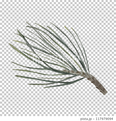 Spruce or pine branch for Christmas decor watercolor illustration for 2025 new year design, holiday print, post cards Spruce or pine branch for Christmas decor watercolor illustration for 2025 new year design, holiday print, post cards 117979094
