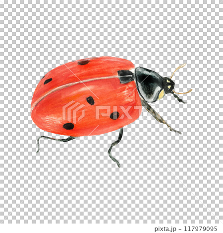 Watercolor illustration of a slady bug. Isolated. Cute design make it perfect for children's books, packaging, decor, design Watercolor illustration of a slady bug. Isolated. Cute design make it perfect for children's books, packaging, decor, design 117979095