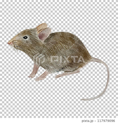 Watercolor illustration of a small mouse. Isolated. Cute design make it perfect for children's books, packaging, decor, design Watercolor illustration of a small mouse. Isolated. Cute design make it perfect for children's books, packaging, decor, design 117979096