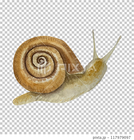 Watercolor illustration with a snail. Isolated. Cute design for children's books, packaging, decor, design Watercolor illustration with a snail. Isolated. Cute design for children's books, packaging, decor, design 117979097