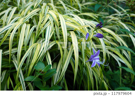 フウチソウの葉の間に顔を出すギボウシの花 フウチソウの葉の間に顔を出すギボウシの花 117979604