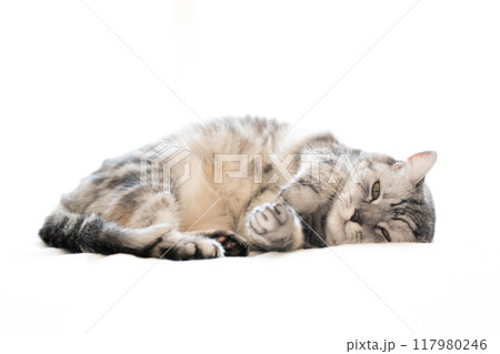 寝転ぶ猫 117980246